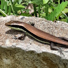 Long Tailed Sun Skink