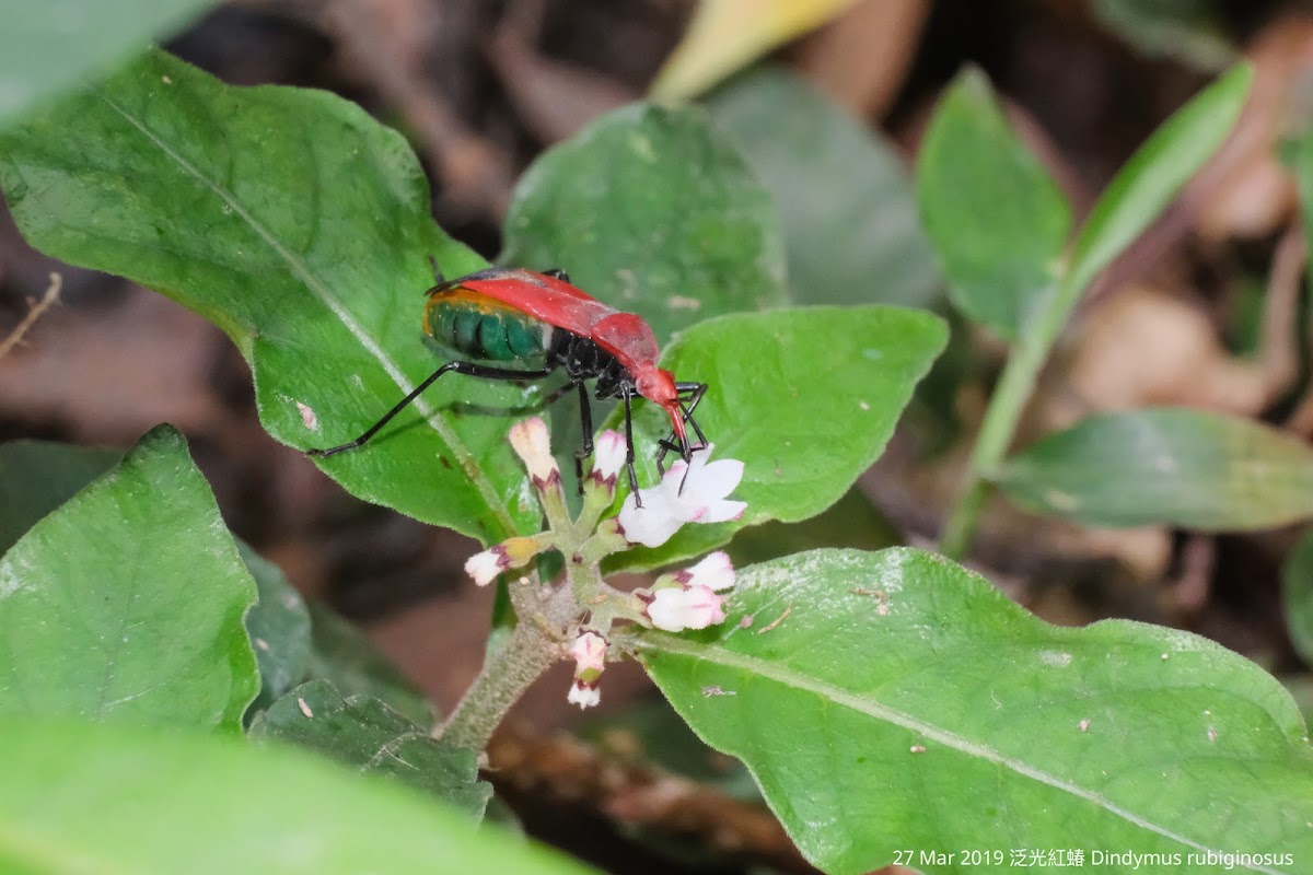 Dindymus rubiginosus 泛光紅蝽