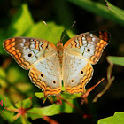 White Peacock Butterfly