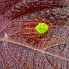 Tropical Orb Weaver