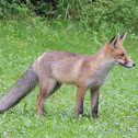 Red fox