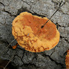 Cinnabar-red Polypore