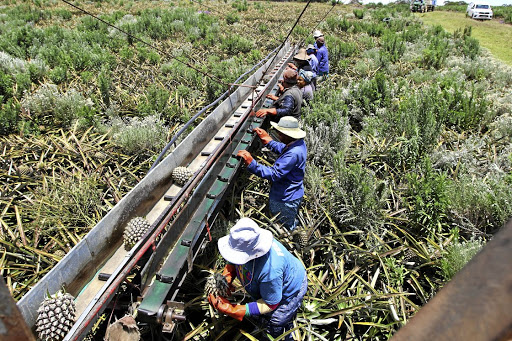 A commercial farm team operates a pineapple conveyor belt during harvest. The main pineapple production in SA is in the Eastern Cape and KwaZulu-Natal