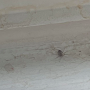 Common House Spider