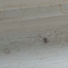 Common House Spider