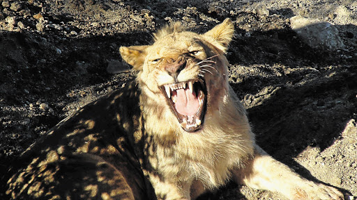 ROAR DEAL: It's a lazy day in the Serengeti for a well-fed lion