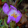 Autumn Crocus