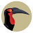 BirdPro icon