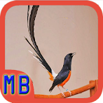 Cover Image of Télécharger Kicau Murai Batu Gacor 1.1 APK