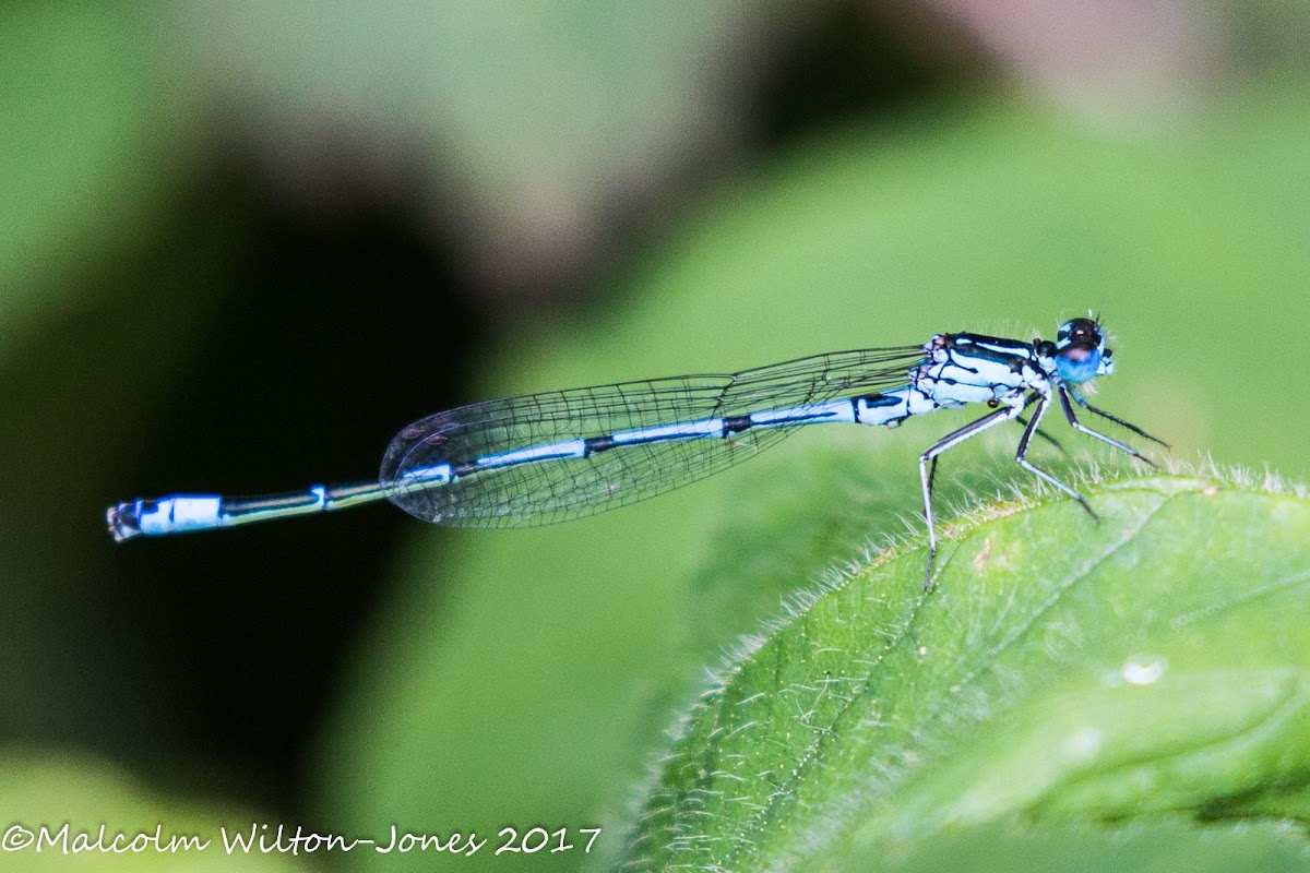 Variable Bluet