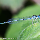 Variable Bluet