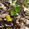 Downy Yellow Violet