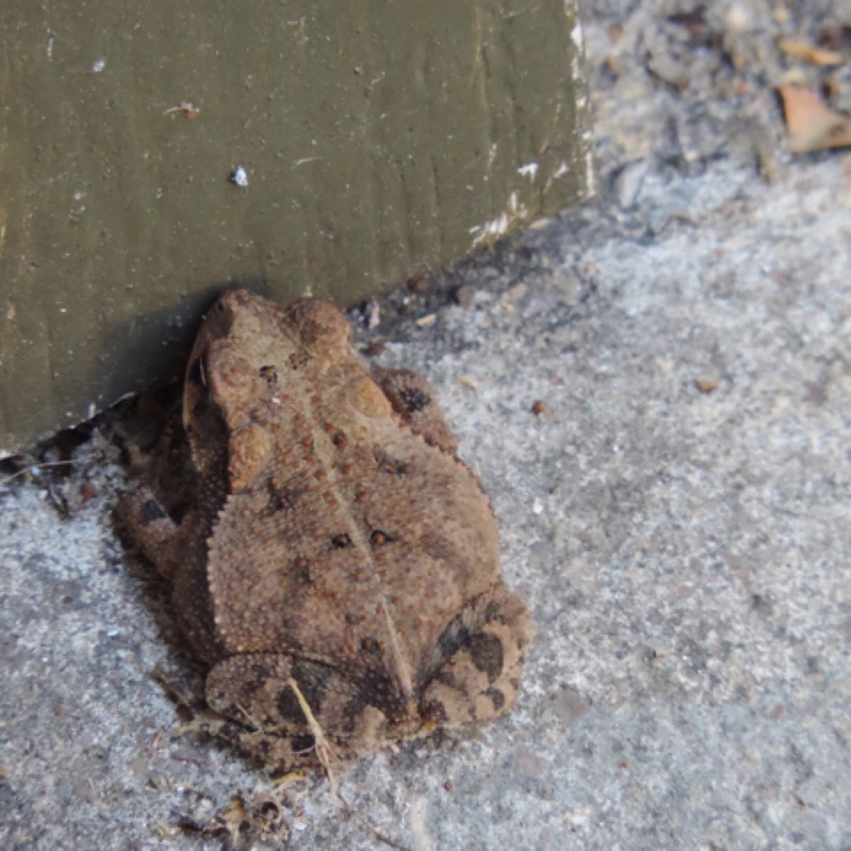 Gulf Coast Toad, Coastal Plain Toad	: