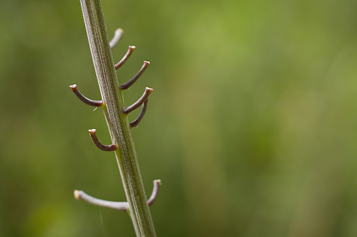 Coincya monensis