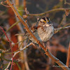 White-throated Sparrow