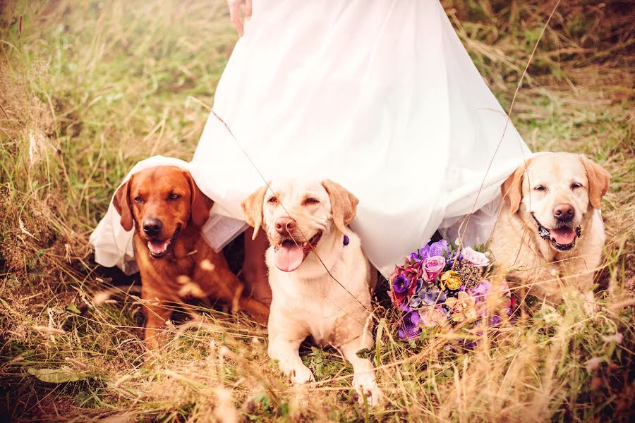 Fotógrafo de casamento Daniel Farkaš (farka). Foto de 3 de dezembro 2014