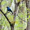 Indigo Bunting