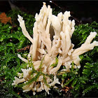 Crested coral fungus