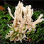 Crested coral fungus