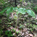 Mayapple