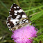 Marbled white