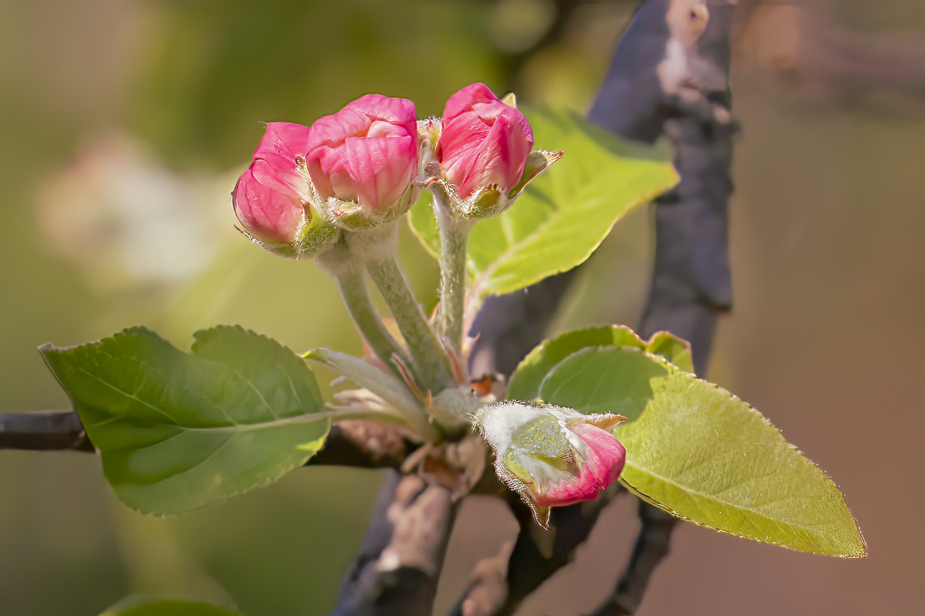 Il ciclo della vita di pierce