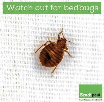 Bedbugs album cover