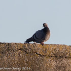 Feral Pigeon