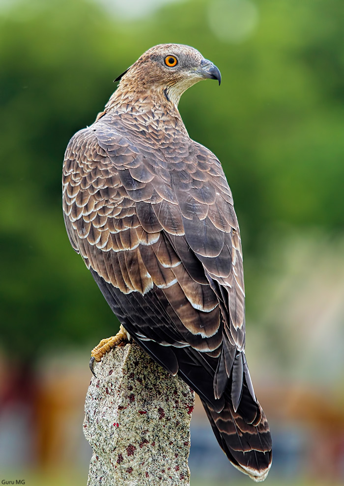 Oriental Honey Buzzard