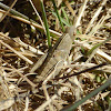 Northern Green-striped Grasshopper