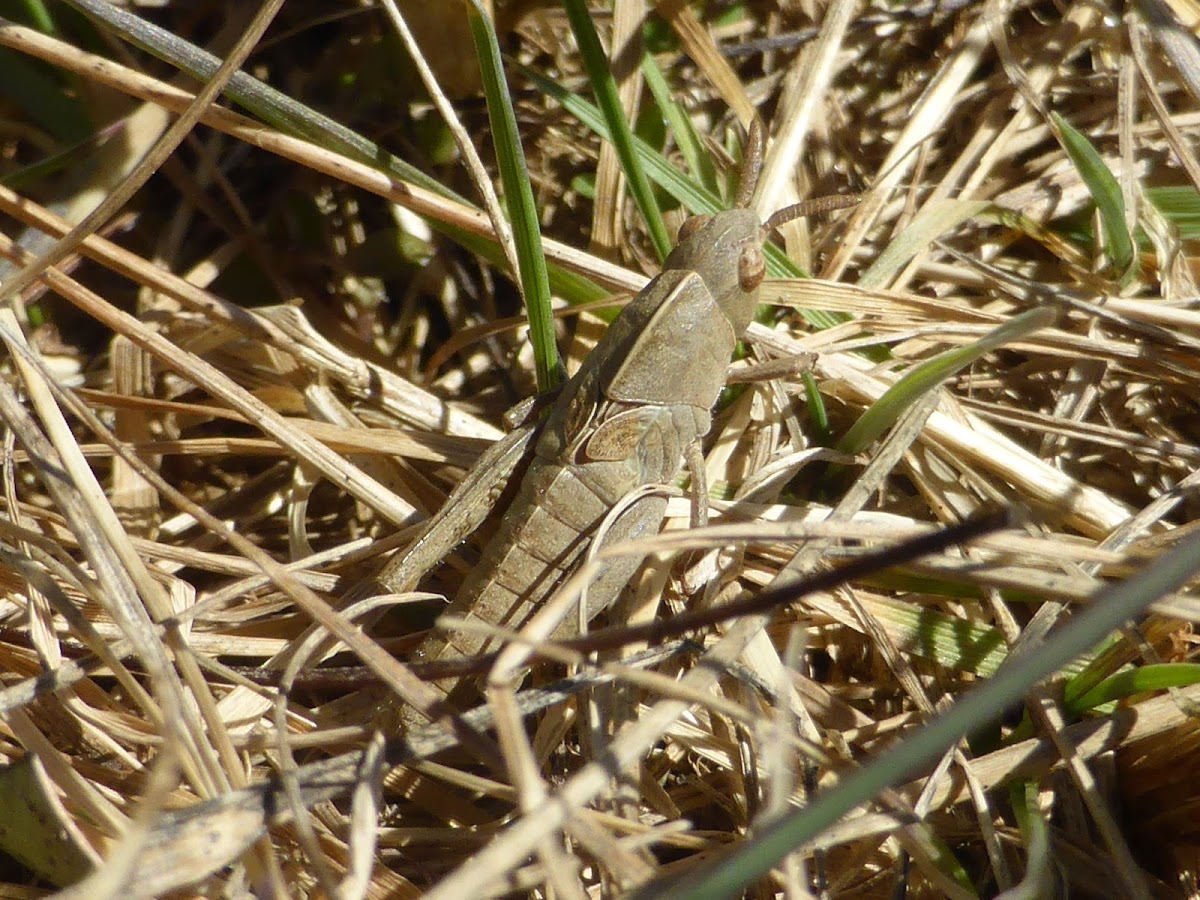 Northern Green-striped Grasshopper