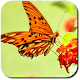 Butterfly Wallpapers Download on Windows