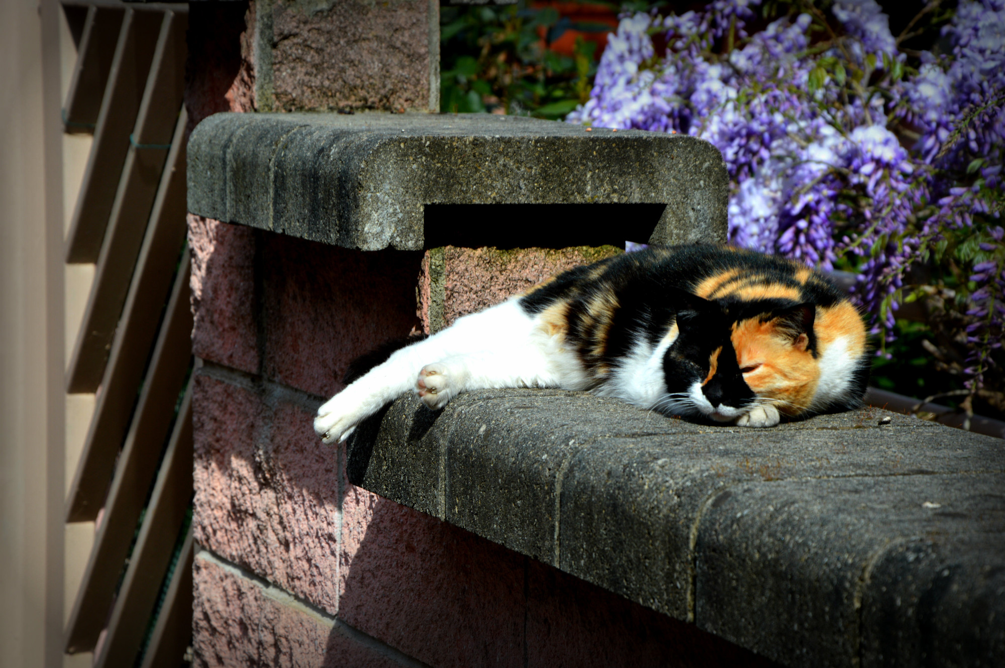 Sleeping cat di KAY1912