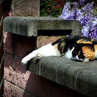 Sleeping cat di 