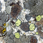 Crustose Lichen