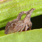 Treehopper