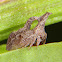 Treehopper