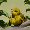 Yellow Warbler