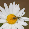 Longhorn Beetle on Oxeye Daisy