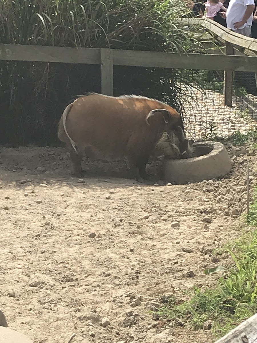 Red river hog