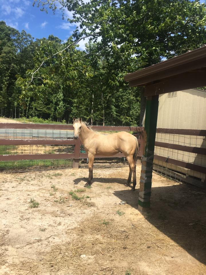 Image may contain: horse, sky, outdoor and nature