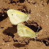 Dainty Sulphur