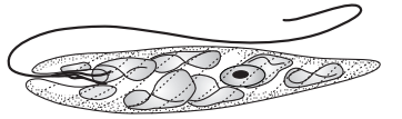 Kingdom Protista