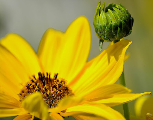 Un fiore giallo per te! di Diana Cimino Cocco