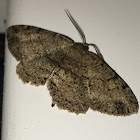 Porcelain Gray Moth