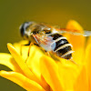 Hoverfly