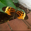 Numata Longwing