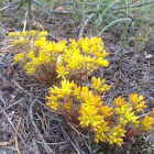 Yellow Stonecrop