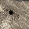 Sea Crab hole