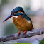 Common Kingfisher